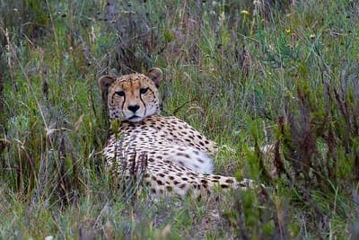 a cheetah lounging in the tall grass of South Africa